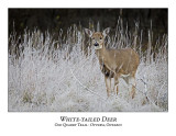 White-tailed Deer-015