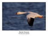 Snow Goose-008