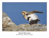 Sparrows / Juncos / Buntings