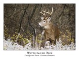 White-tailed Deer-018
