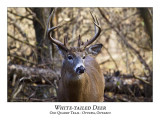White-tailed Deer-022