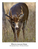 White-tailed Deer-026