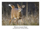 White-tailed Deer-029