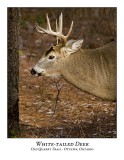 White-tailed Deer-038