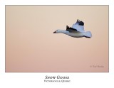 Snow Goose-044