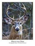 White-tail Deer-001