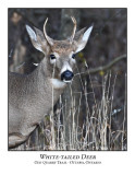 White-tailed Deer-005