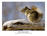 Red Squirrel-008
