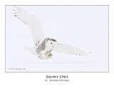 Snowy Owl-035