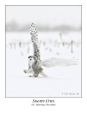 Snowy Owl-037