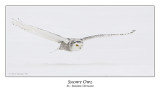 Snowy Owl-042