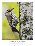 Northern Flicker-004