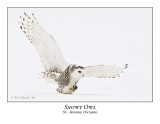 Snowy Owl-036