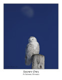 Snowy Owl-072