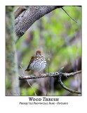 Wood Thrush-001