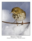 Hermit Thrush-008