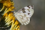Checkered White (Pontia protodice)