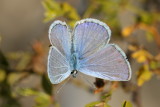 Ceraunus Blue (Hemiargus ceraunus gyus)