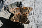 Common Buckeye (Junonia coenia) - coupled par