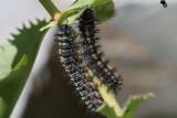 Chalcedon Checkerspot (Euphydryas chalcedona klotsi)  larva