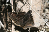 Mexican Cloudywing (Thorybes mexicana)