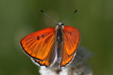 Ferriss Ruddy Copper (Lycaena rubidus ferrisi) - male