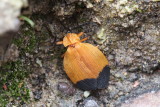 Arizona Net-winged Beetle (Lycus arizonensis)