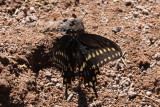 Black Swallowtail (Papilio polyxenes asterius)