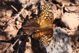 Variegated Fritillary (Euptoieta claudia)