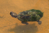 Sonora Mud Turtle (Kinosternon senoriense)