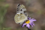 Checkered White (Pontia protodice)