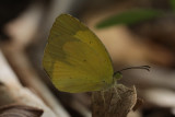 Boisduvals  Yellow (Eurema boisduvaliana)