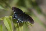 Red-Spotted Admiral (Limenitis arthemis)