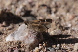 Violet-Clouded Skipper (Lerodea arabus)