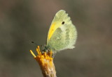 Dainty Sulphur (Nathalis iole)