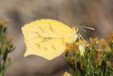 Tailed Orange (Pyrisitia proterpia)