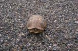 Ornate Box Turtle