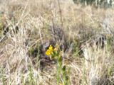 Ranchers Fireweed