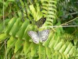 Tropical Checkered-Skipper