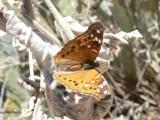 Empress Leilia (Asterocampa leilia)