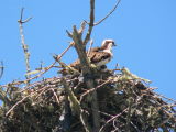 Osprey and Chick