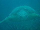 incoming sea turtle (with a fogged over lens)
