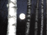 Full Moon through the birches