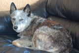 Pepper,  JayHawk Airport Dog