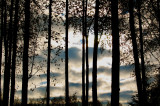 clouds through the birch forest.jpg