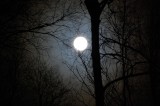 full moon through the birch trees.jpg