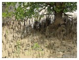 Pneumatophores around the mangrove tree