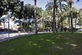 Trees, Puerto Rico