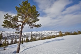 Lindeburoi, Eastern 2009