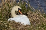 Swan on nest